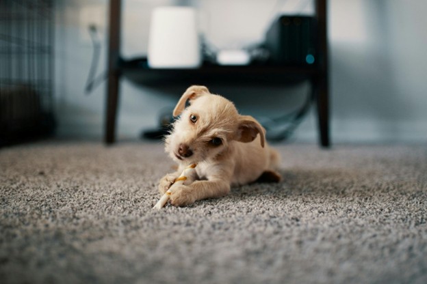 A dog chewing a treat on the carpet